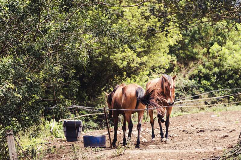 CENTRE EQUESTRE DU CAP Saint-Leu 974