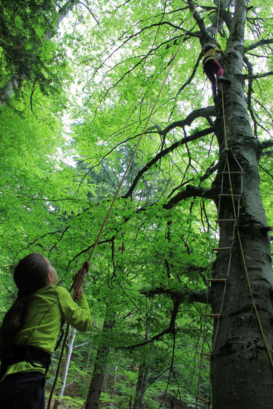 GRIMPE ARBRE ART DES ARBRES L'Hermitage 974