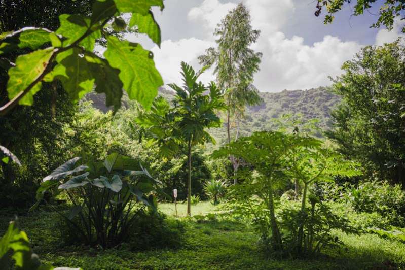 O JARDIN DE PAULO Saint-Paul 974