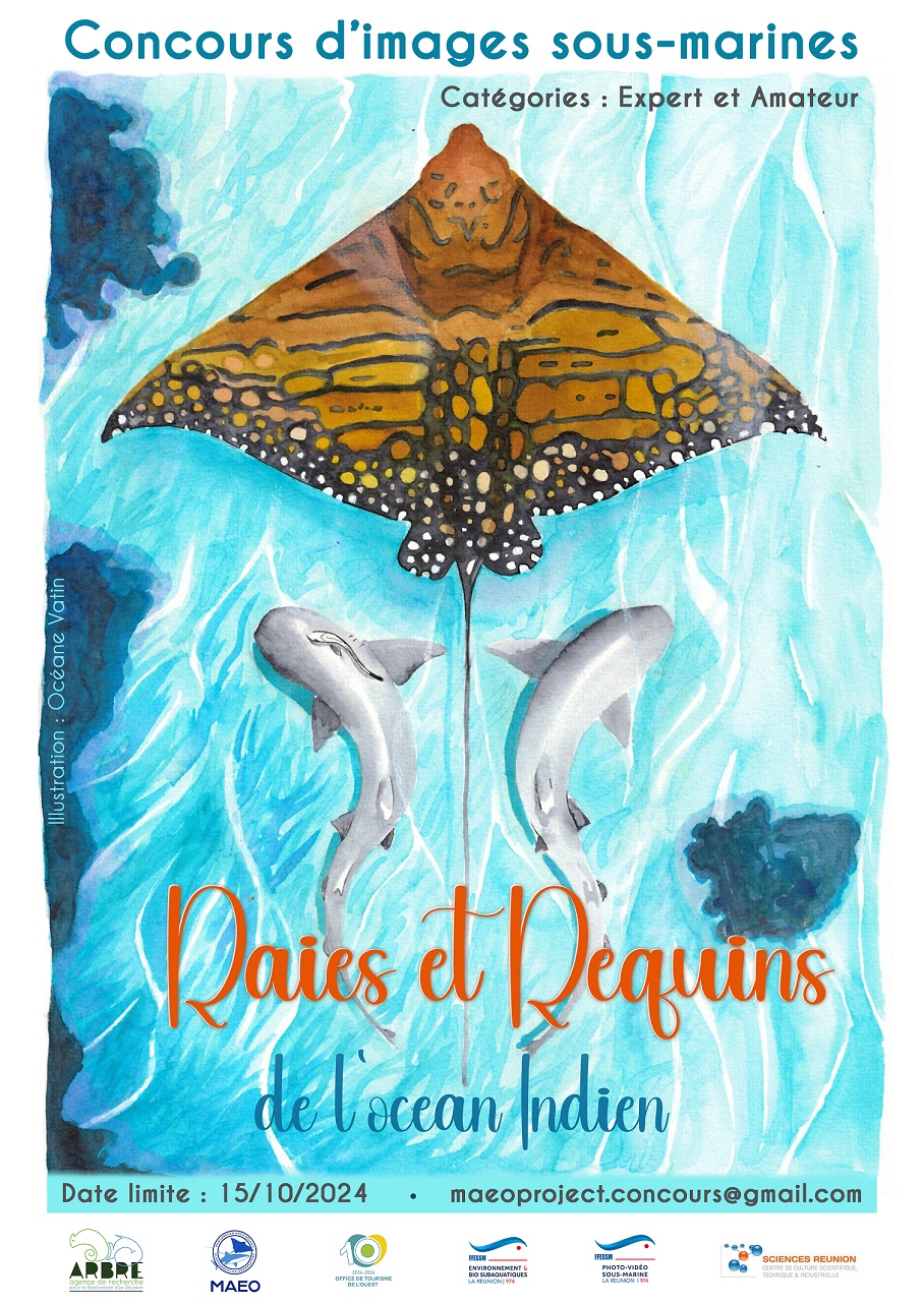 CONCOURS D'IMAGES SOUS MARINES : RAIE ET REQUINS DE L'OCÉAN INDIEN